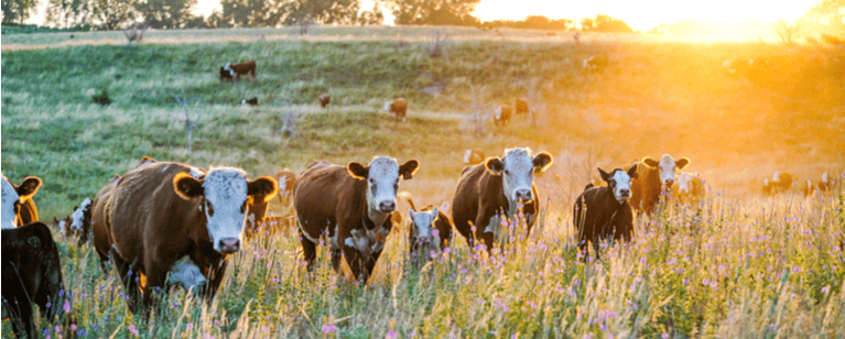 Nebraska’s Department of Agriculture, Animal and Plant Health, eCVI Digital Transformation Shown at NVMA Annual Conference