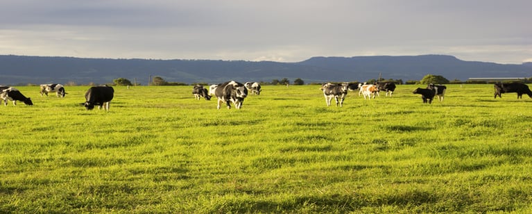 International Livestock Identification Association