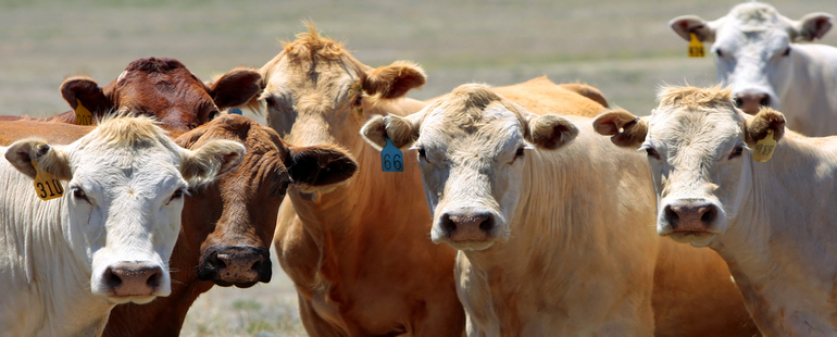 Mi-Corporation Helps USDA Achieve Faster, More Accurate Inspections