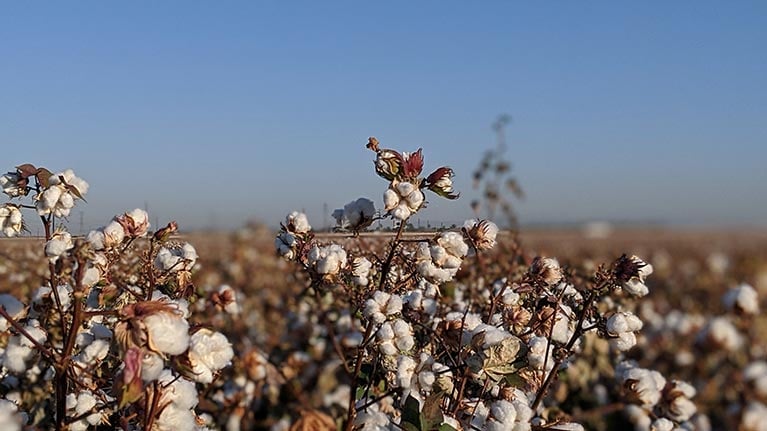 cotton-fields-larger