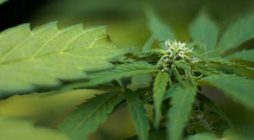 hemp-industry-overview2